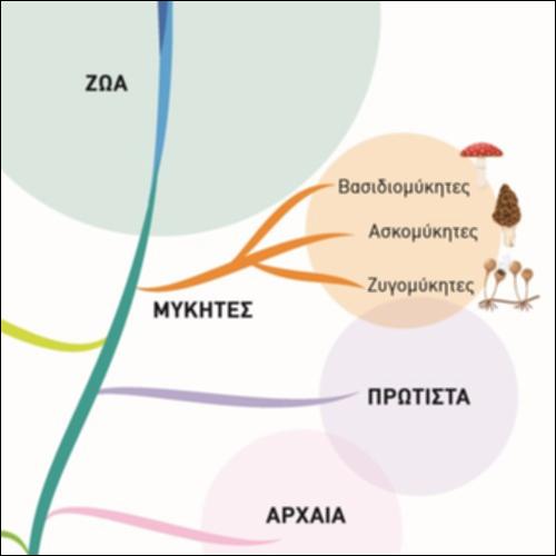 Φυλογενετικό Δένδρο_icon