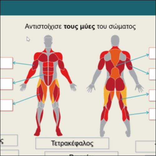 Αντιστοίχισε τους μύες_icon