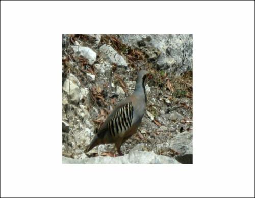 ΜΟΙΡΟΛΟΪ ΑΠΟ ΤΗ ΓΟΡΤΥΝΙΑ_icon