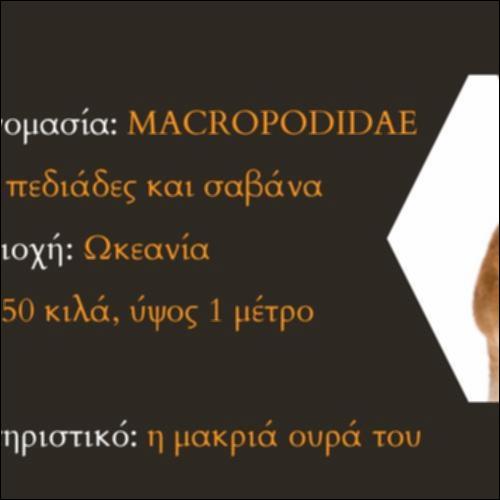 Καγκουρό_icon
