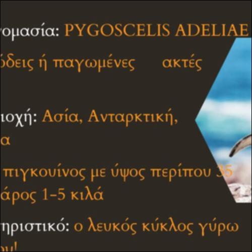 Πιγκουίνος_εικονίδιο