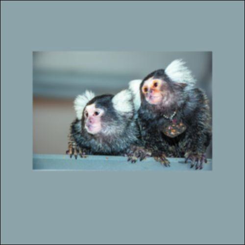 Σύστημα επικοινωνίας σκιουροπιθήκων_icon