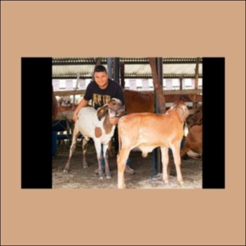 Επαγγέλματα κοντά στα ζώα_icon