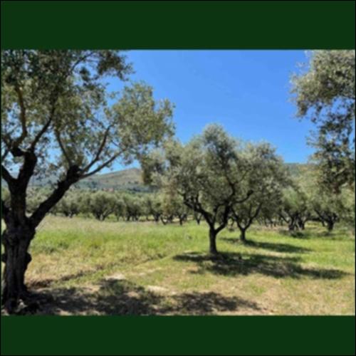 Ζωντανός ελαιώνας_icon