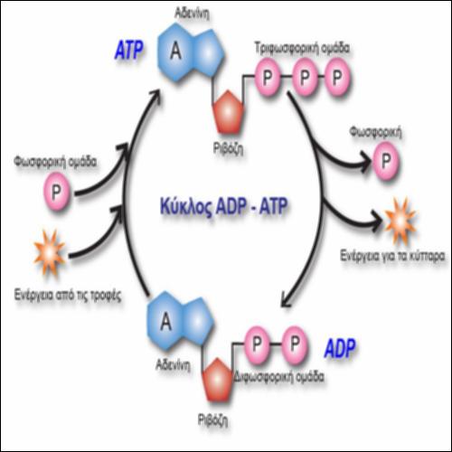 Kύκλος ADP-ATP_icon