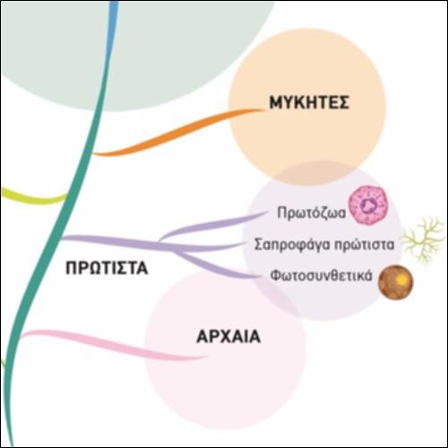 Φυλογενετικό Δένδρο_icon