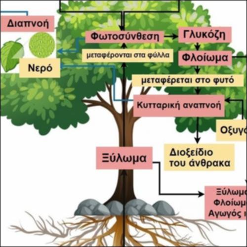 Ανταλλαγή ουσιών φυτού με το περιβάλλον_icon