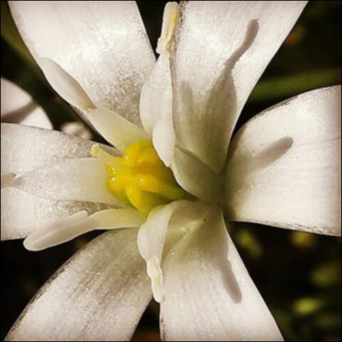 Bianco fiore_Αρμονική συνοδεία_icon