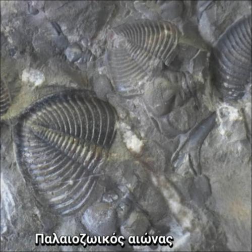 ΠΑΛΑΙΟΖΩΙΚΟΣ ΑΙΩΝΑΣ_icon