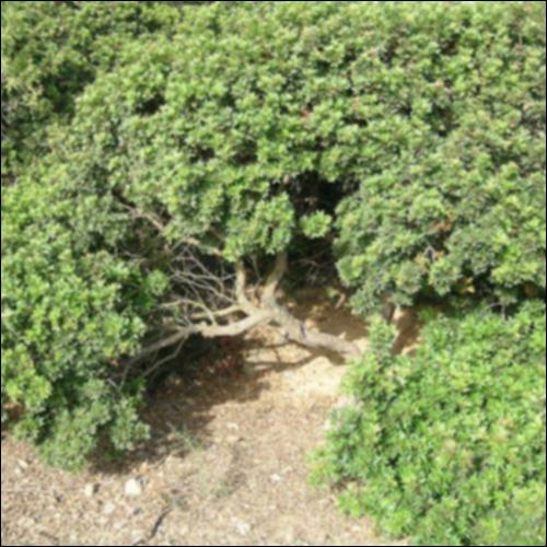 Μαστιχοπαραγωγοί της Χίου_icon