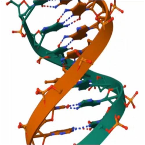 Δομή DNA με δεσμούς_icon