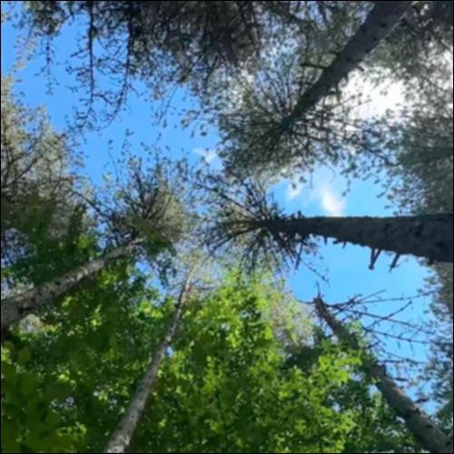 Βόλτα στο δάσος_icon