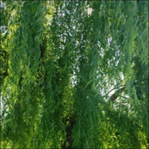 Στο μονοπάτι του δάσους_icon