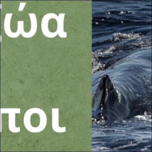 Τρία ακόμα άγρια ζώα_icon