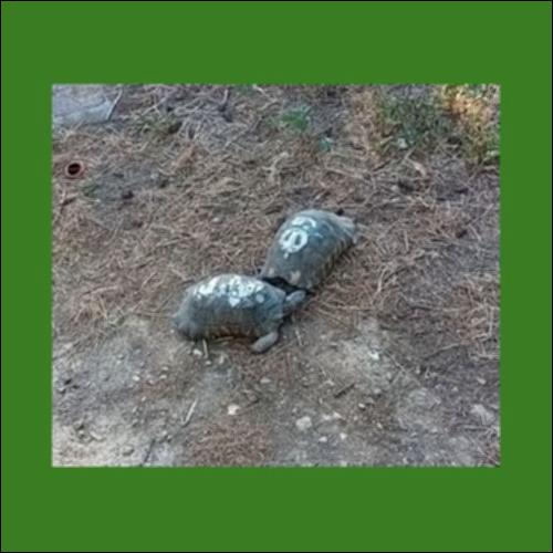 Ζωή στο έδαφος_icon